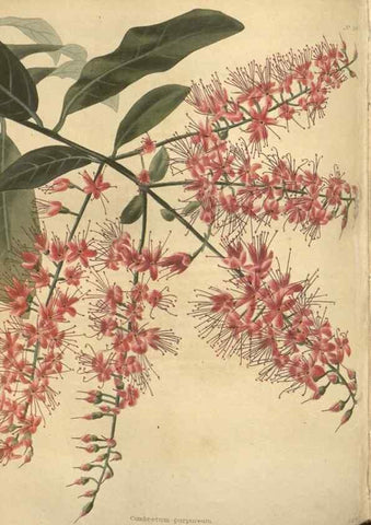 Reproducción/Reproduction 48753742448: The botanical cabinet. London :John & Arthur Arch ...,1817-1833.. 