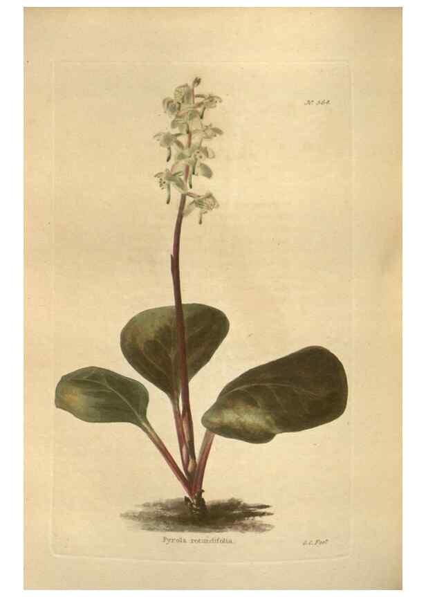 Reproducción/Reproduction 48754066551: The botanical cabinet. London :John & Arthur Arch ...,1817-1833.. 