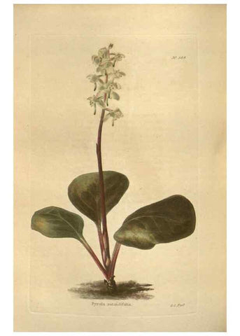 Reproducción/Reproduction 48754066551: The botanical cabinet. London :John & Arthur Arch ...,1817-1833.. 