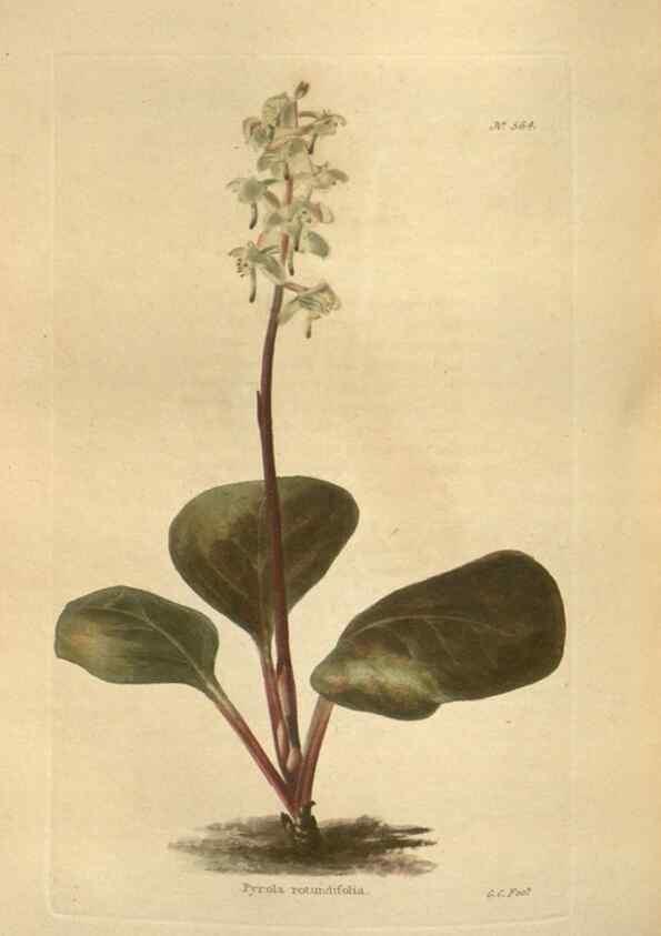 Reproducción/Reproduction 48754066551: The botanical cabinet. London :John & Arthur Arch ...,1817-1833.. 