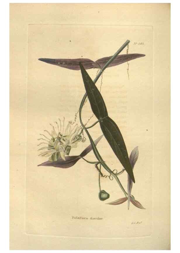 Reproducción/Reproduction 48753742933: The botanical cabinet. London :John & Arthur Arch ...,1817-1833.. 