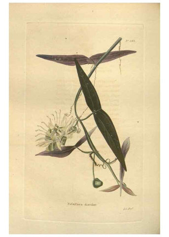 Reproducción/Reproduction 48753742933: The botanical cabinet. London :John & Arthur Arch ...,1817-1833.. 