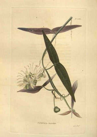 Reproducción/Reproduction 48753742933: The botanical cabinet. London :John & Arthur Arch ...,1817-1833.. 