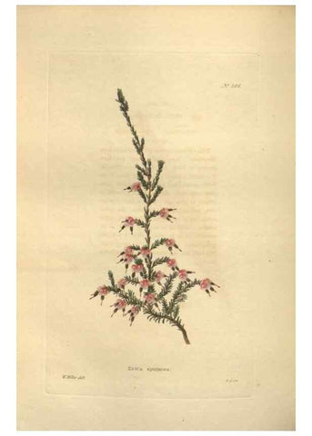 Reproducción/Reproduction 48754257522: The botanical cabinet. London :John & Arthur Arch ...,1817-1833.. 