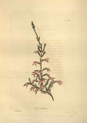 Reproducción/Reproduction 48754257522: The botanical cabinet. London :John & Arthur Arch ...,1817-1833.. 