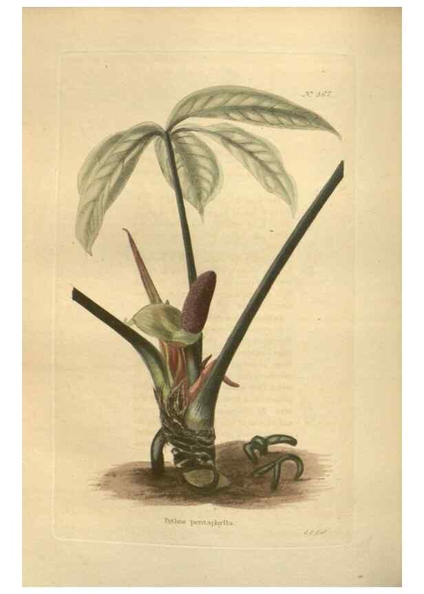 Reproducción/Reproduction 48753743438: The botanical cabinet. London :John & Arthur Arch ...,1817-1833.. 