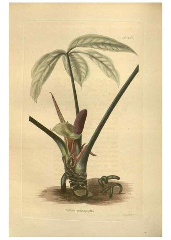 Reproducción/Reproduction 48753743438: The botanical cabinet. London :John & Arthur Arch ...,1817-1833.. 