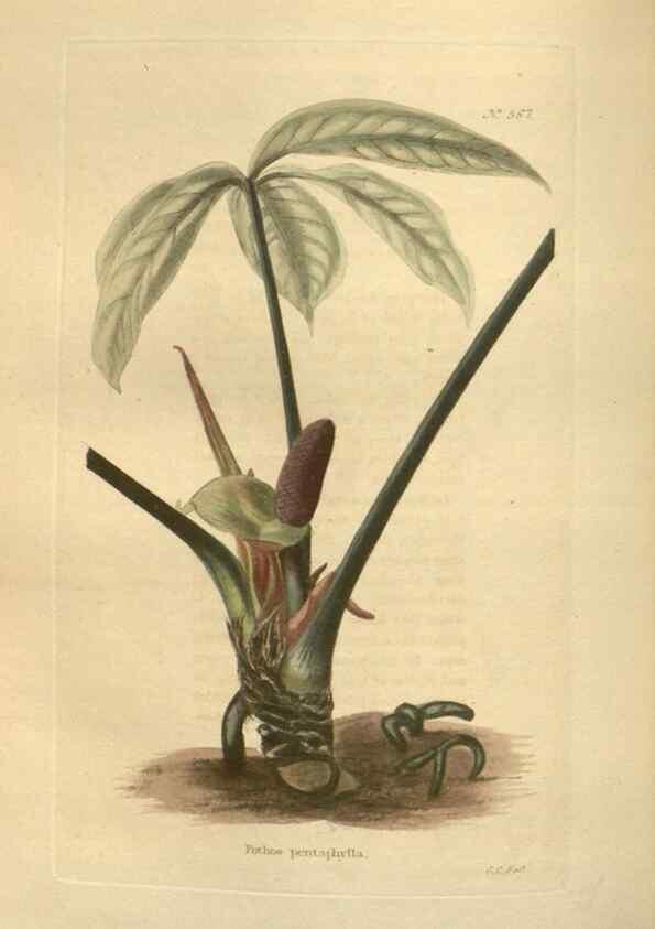 Reproducción/Reproduction 48753743438: The botanical cabinet. London :John & Arthur Arch ...,1817-1833.. 