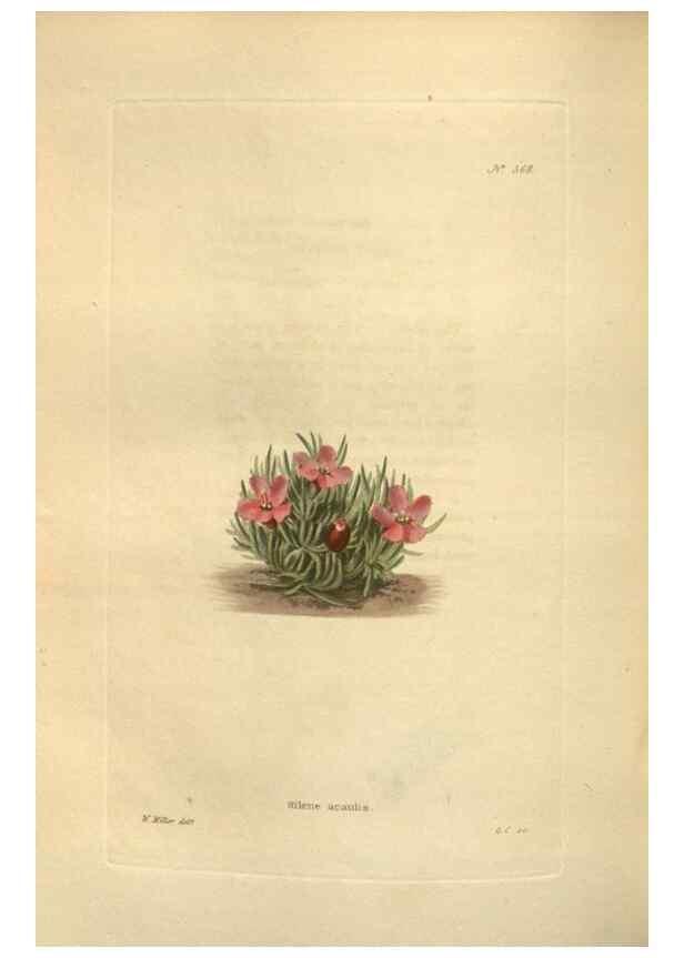 Reproducción/Reproduction 48754067481: The botanical cabinet. London :John & Arthur Arch ...,1817-1833.. 