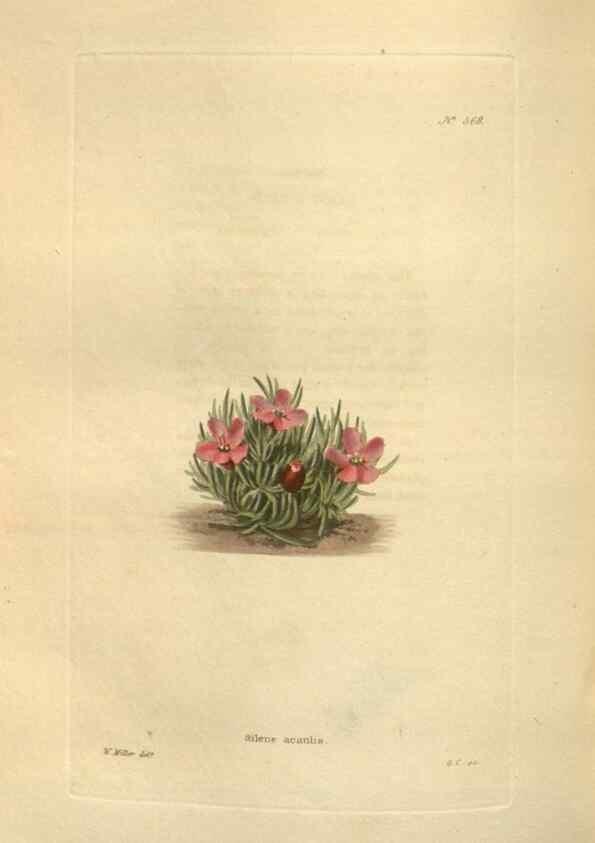 Reproducción/Reproduction 48754067481: The botanical cabinet. London :John & Arthur Arch ...,1817-1833.. 