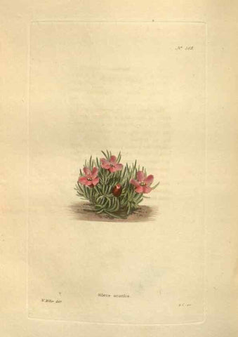 Reproducción/Reproduction 48754067481: The botanical cabinet. London :John & Arthur Arch ...,1817-1833.. 