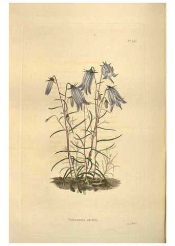 Reproducción/Reproduction 48754065676: The botanical cabinet. London :John & Arthur Arch ...,1817-1833.. 
