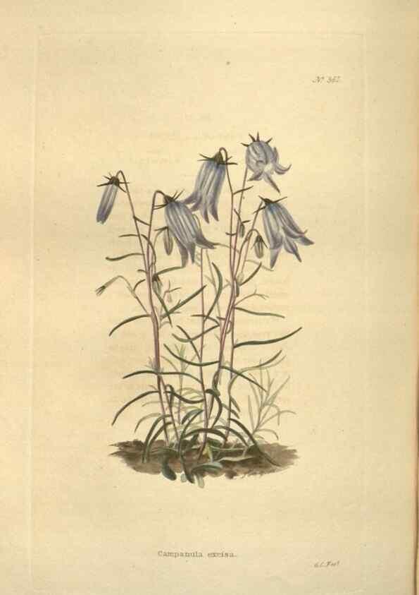 Reproducción/Reproduction 48754065676: The botanical cabinet. London :John & Arthur Arch ...,1817-1833.. 