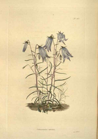 Reproducción/Reproduction 48754065676: The botanical cabinet. London :John & Arthur Arch ...,1817-1833.. 