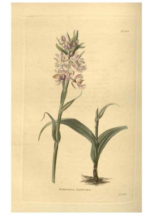 Reproducción/Reproduction 48754063261: The botanical cabinet. London :John & Arthur Arch ...,1817-1833.. 