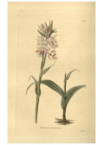 Reproducción/Reproduction 48754063261: The botanical cabinet. London :John & Arthur Arch ...,1817-1833.. 