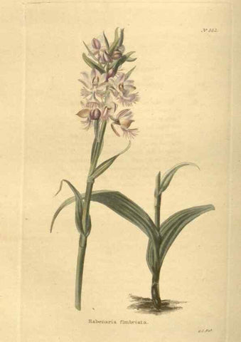 Reproducción/Reproduction 48754063261: The botanical cabinet. London :John & Arthur Arch ...,1817-1833.. 