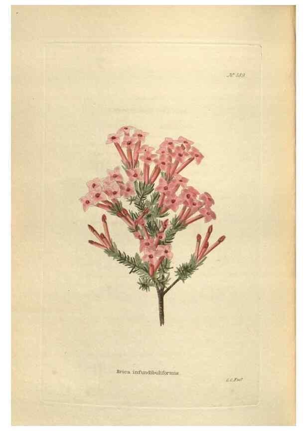 Reproducción/Reproduction 48754263787: The botanical cabinet. London :John & Arthur Arch ...,1817-1833.. 