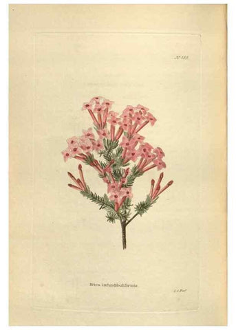 Reproducción/Reproduction 48754263787: The botanical cabinet. London :John & Arthur Arch ...,1817-1833.. 