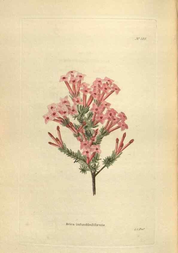 Reproducción/Reproduction 48754263787: The botanical cabinet. London :John & Arthur Arch ...,1817-1833.. 