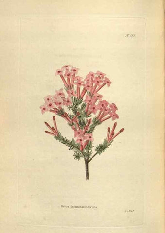 Reproducción/Reproduction 48754263787: The botanical cabinet. London :John & Arthur Arch ...,1817-1833.. 