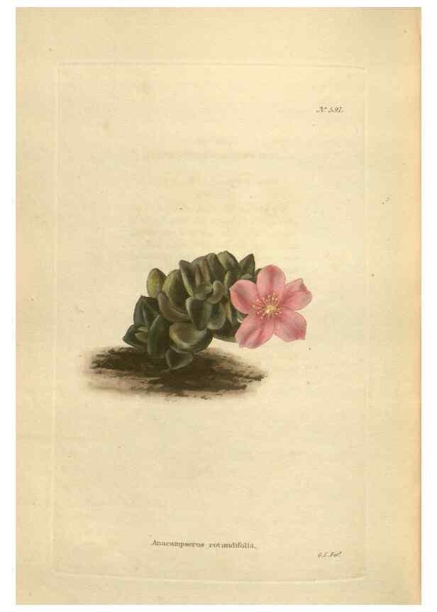 Reproducción/Reproduction 48754264242: The botanical cabinet. London :John & Arthur Arch ...,1817-1833.. 