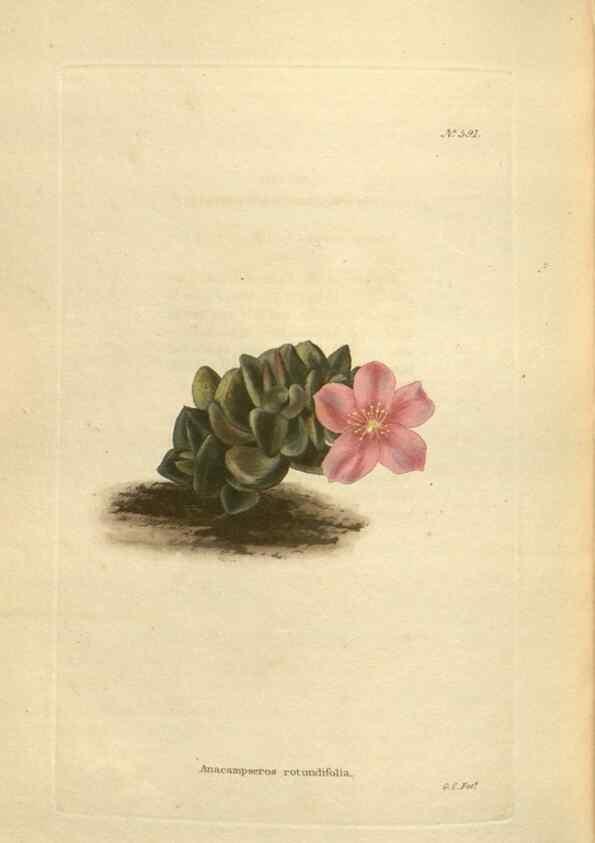 Reproducción/Reproduction 48754264242: The botanical cabinet. London :John & Arthur Arch ...,1817-1833.. 