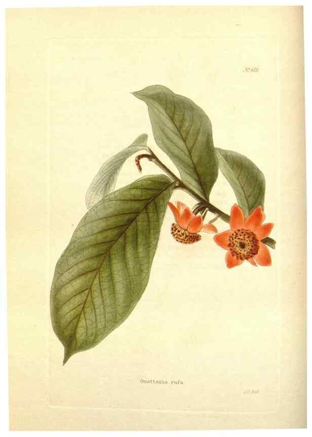 Reproducción/Reproduction 48753791838: The botanical cabinet. London :John & Arthur Arch ...,1817-1833.. 