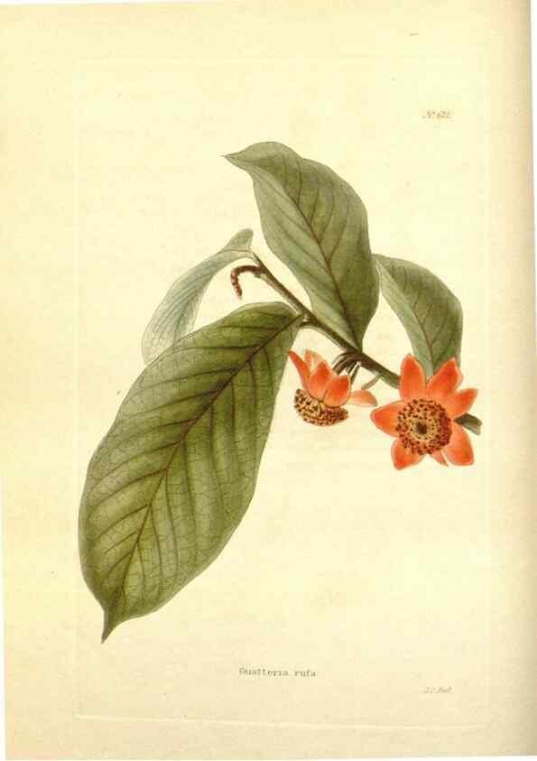 Reproducción/Reproduction 48753791838: The botanical cabinet. London :John & Arthur Arch ...,1817-1833.. 