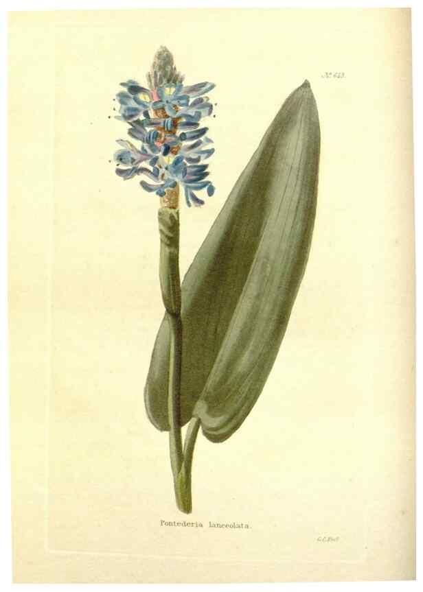 Reproducción/Reproduction 48753792098: The botanical cabinet. London :John & Arthur Arch ...,1817-1833.. 