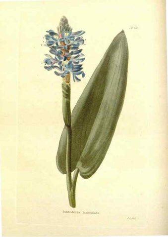 Reproducción/Reproduction 48753792098: The botanical cabinet. London :John & Arthur Arch ...,1817-1833.. 