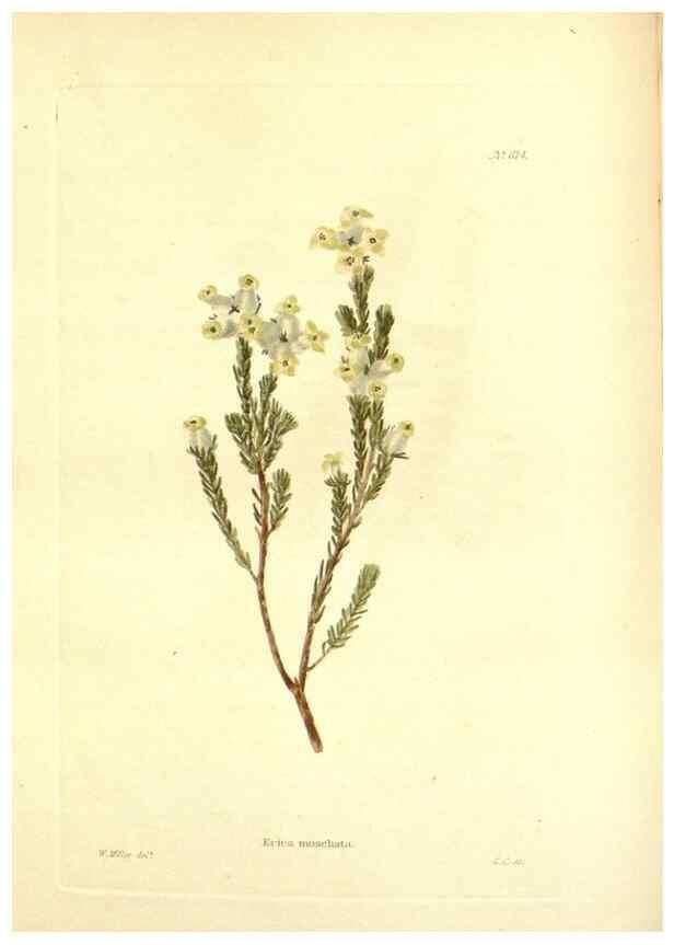 Reproducción/Reproduction 48754115526: The botanical cabinet. London :John & Arthur Arch ...,1817-1833.. 