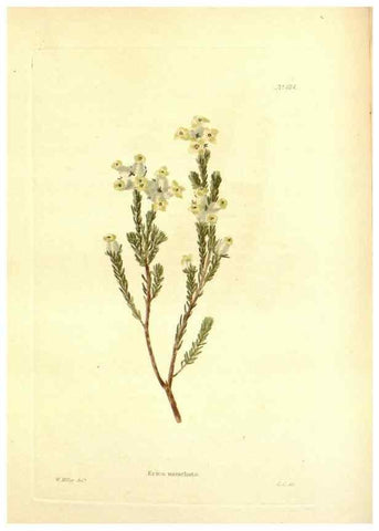 Reproducción/Reproduction 48754115526: The botanical cabinet. London :John & Arthur Arch ...,1817-1833.. 
