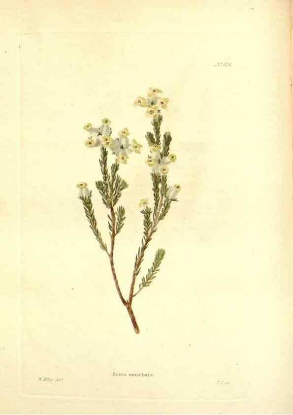 Reproducción/Reproduction 48754115526: The botanical cabinet. London :John & Arthur Arch ...,1817-1833.. 