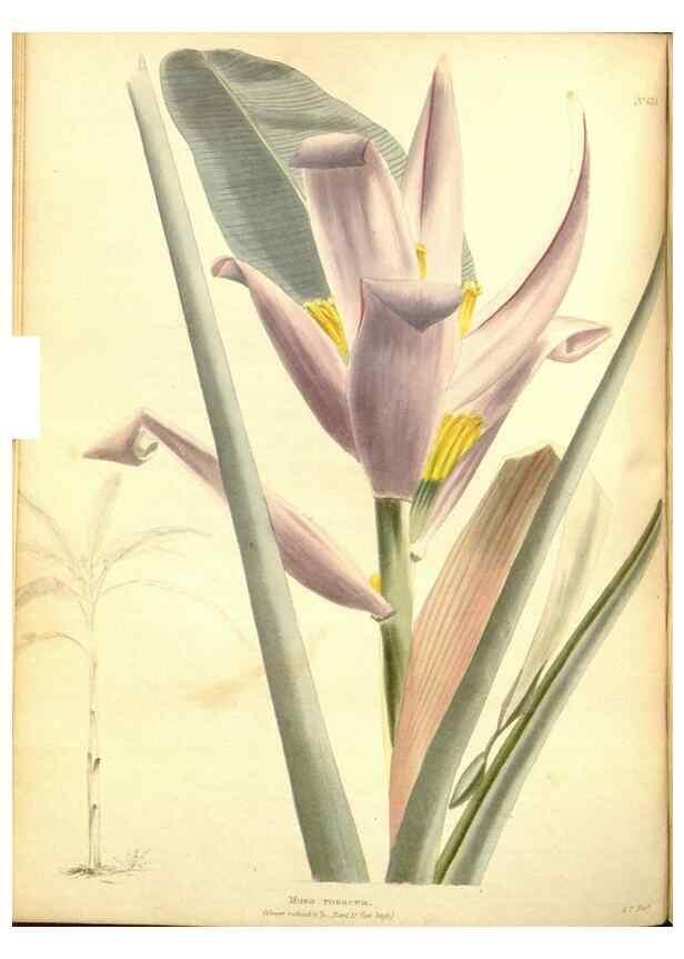 Reproducción/Reproduction 48753792728: The botanical cabinet. London :John & Arthur Arch ...,1817-1833.. 