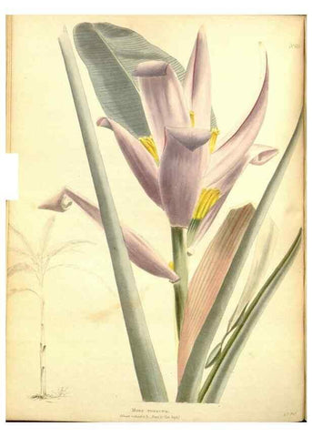 Reproducción/Reproduction 48753792728: The botanical cabinet. London :John & Arthur Arch ...,1817-1833.. 