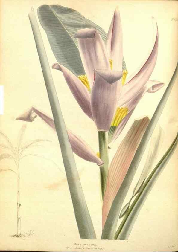 Reproducción/Reproduction 48753792728: The botanical cabinet. London :John & Arthur Arch ...,1817-1833.. 