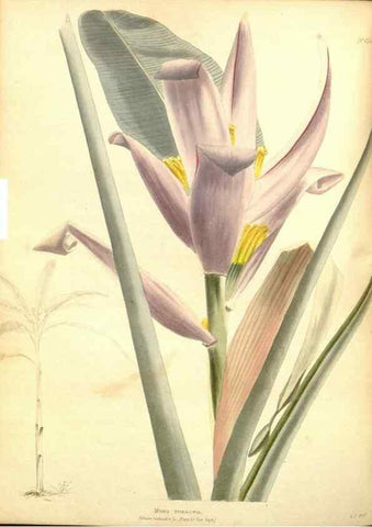 Reproducción/Reproduction 48753792728: The botanical cabinet. London :John & Arthur Arch ...,1817-1833.. 