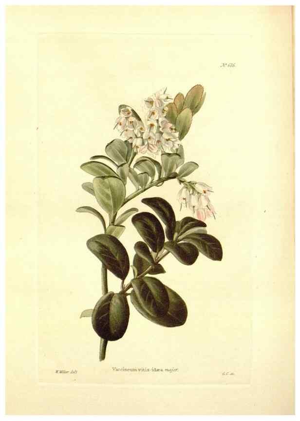 Reproducción/Reproduction 48754307942: The botanical cabinet. London :John & Arthur Arch ...,1817-1833.. 