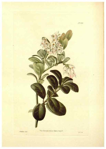 Reproducción/Reproduction 48754307942: The botanical cabinet. London :John & Arthur Arch ...,1817-1833.. 