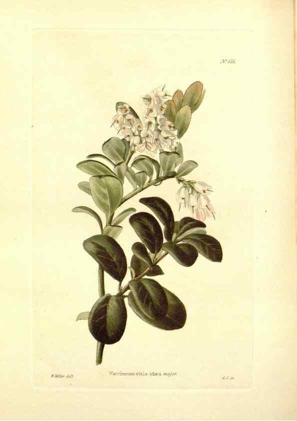 Reproducción/Reproduction 48754307942: The botanical cabinet. London :John & Arthur Arch ...,1817-1833.. 