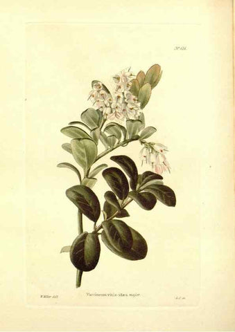Reproducción/Reproduction 48754307942: The botanical cabinet. London :John & Arthur Arch ...,1817-1833.. 