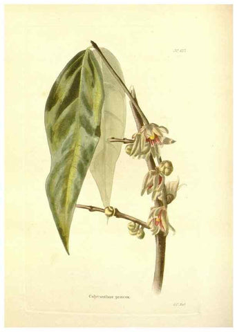 Reproducción/Reproduction 48754116411: The botanical cabinet. London :John & Arthur Arch ...,1817-1833.. 