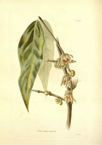 Reproducción/Reproduction 48754116411: The botanical cabinet. London :John & Arthur Arch ...,1817-1833.. 