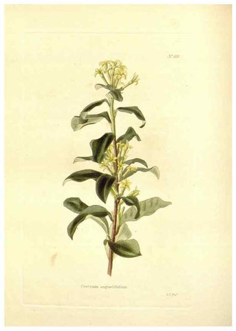 Reproducción/Reproduction 48754116716: The botanical cabinet. London :John & Arthur Arch ...,1817-1833.. 