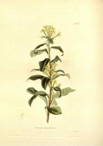 Reproducción/Reproduction 48754116716: The botanical cabinet. London :John & Arthur Arch ...,1817-1833.. 