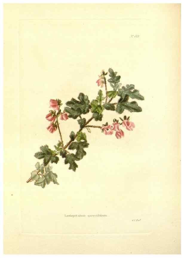 Reproducción/Reproduction 48753794143: The botanical cabinet. London :John & Arthur Arch ...,1817-1833.. 