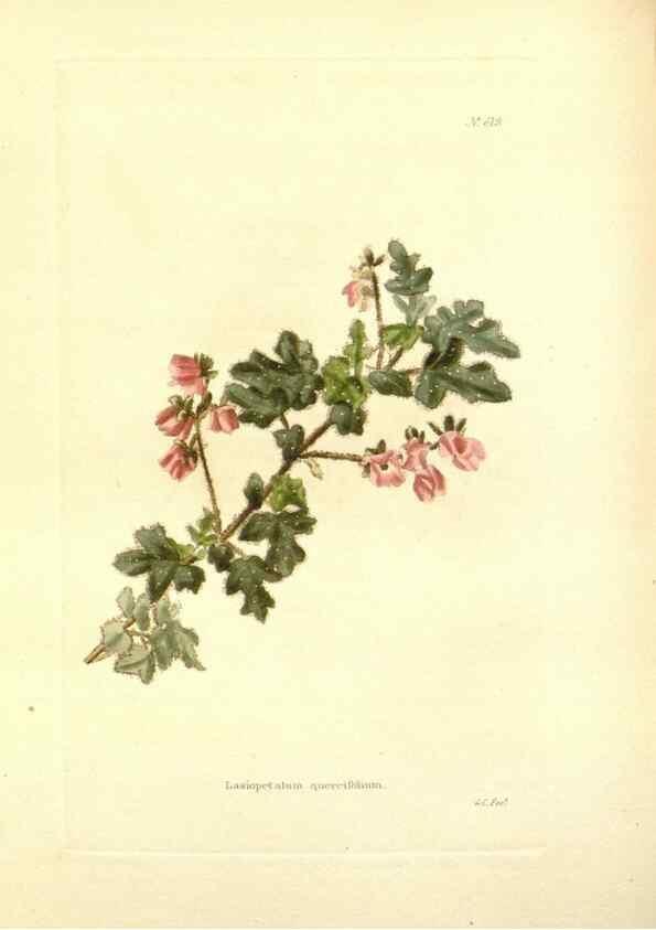 Reproducción/Reproduction 48753794143: The botanical cabinet. London :John & Arthur Arch ...,1817-1833.. 