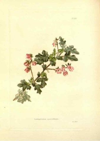 Reproducción/Reproduction 48753794143: The botanical cabinet. London :John & Arthur Arch ...,1817-1833.. 