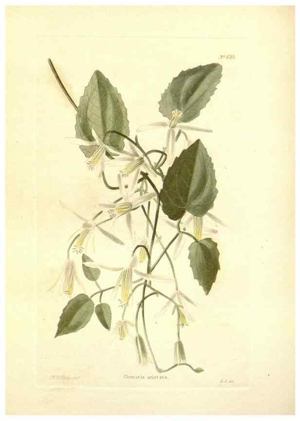 Reproducción/Reproduction 48754309332: The botanical cabinet. London :John & Arthur Arch ...,1817-1833.. 
